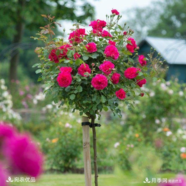 養(yǎng)花屆的新寵兒樹狀月季，南陽月季樹好不好養(yǎng)呢？(圖4)