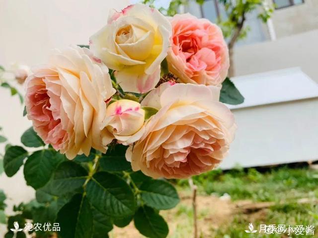    30種漂亮的月季花，必須來一盆，讓你一次養(yǎng)個夠！(圖1)