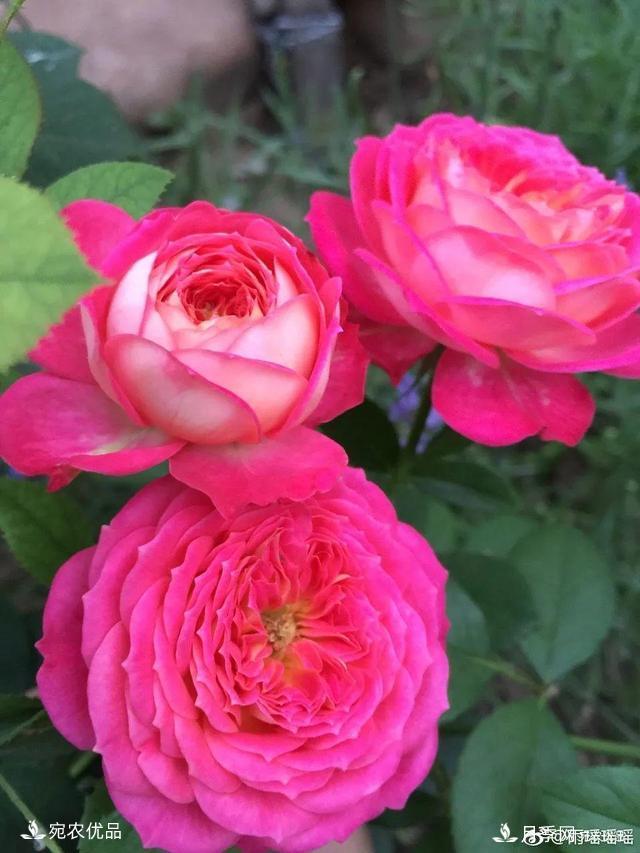    30種漂亮的月季花，必須來一盆，讓你一次養(yǎng)個夠！(圖12)
