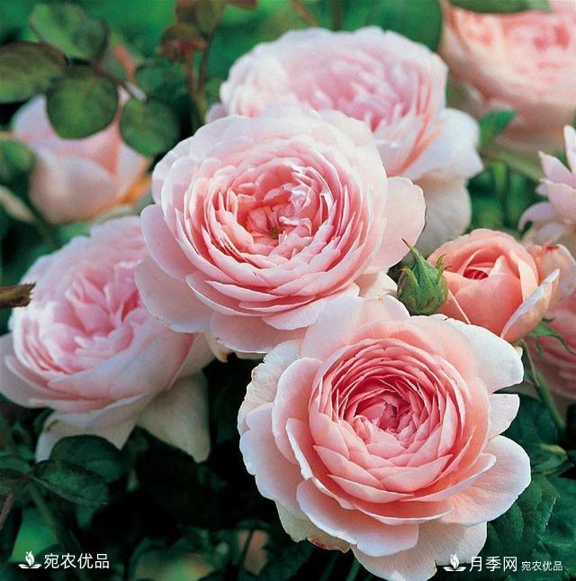    30種漂亮的月季花，必須來一盆，讓你一次養(yǎng)個夠！(圖14)