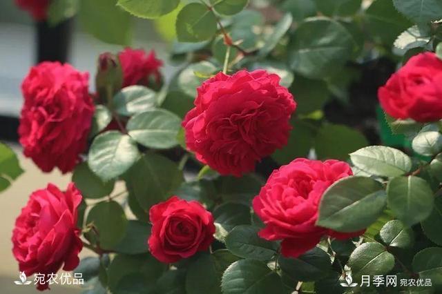    30種漂亮的月季花，必須來一盆，讓你一次養(yǎng)個夠！(圖6)