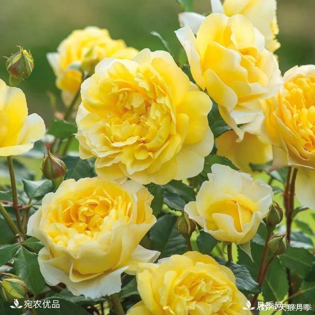    30種漂亮的月季花，必須來一盆，讓你一次養(yǎng)個夠！(圖10)