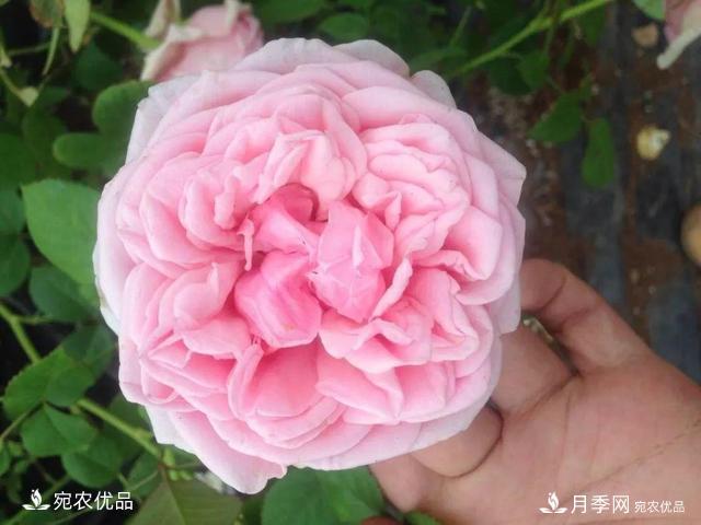    30種漂亮的月季花，必須來一盆，讓你一次養(yǎng)個夠！(圖3)