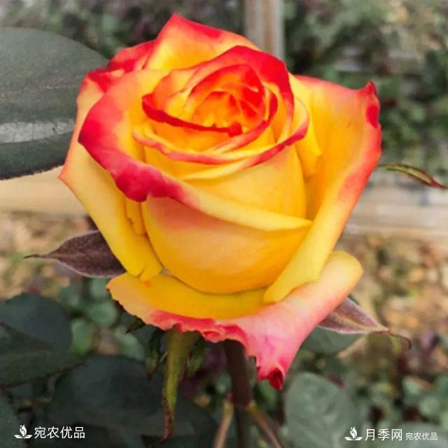    30種漂亮的月季花，必須來一盆，讓你一次養(yǎng)個夠！(圖13)
