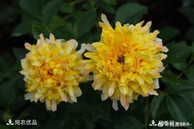    30種漂亮的月季花，必須來一盆，讓你一次養(yǎng)個夠！(圖4)