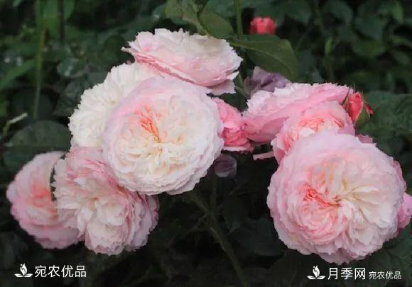    30種漂亮的月季花，必須來一盆，讓你一次養(yǎng)個夠！(圖9)