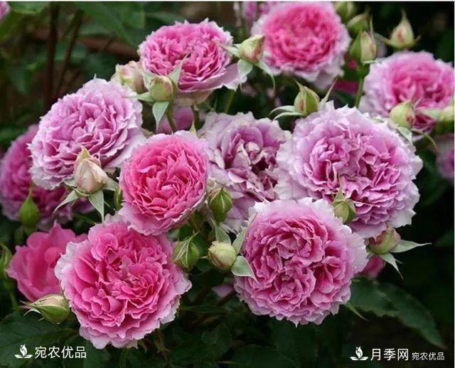    30種漂亮的月季花，必須來一盆，讓你一次養(yǎng)個夠！(圖15)