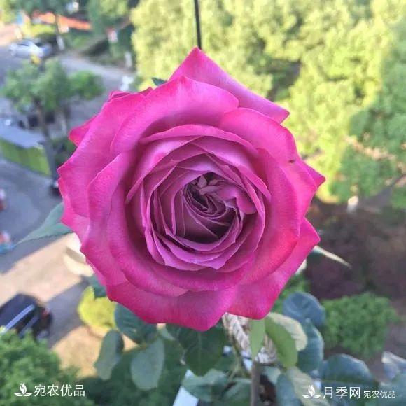    30種漂亮的月季花，必須來一盆，讓你一次養(yǎng)個夠！(圖5)