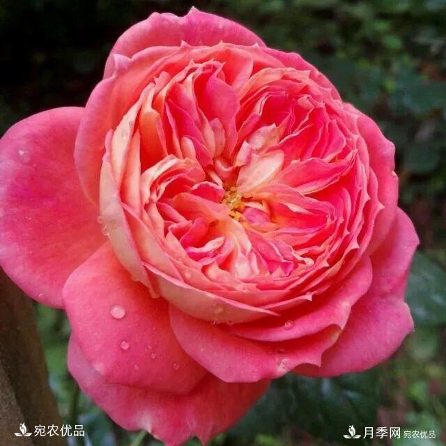   30種漂亮的月季花，必須來一盆，讓你一次養(yǎng)個夠！(圖11)