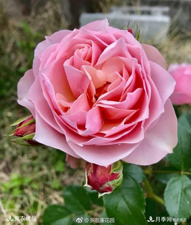    30種漂亮的月季花，必須來一盆，讓你一次養(yǎng)個夠！(圖8)