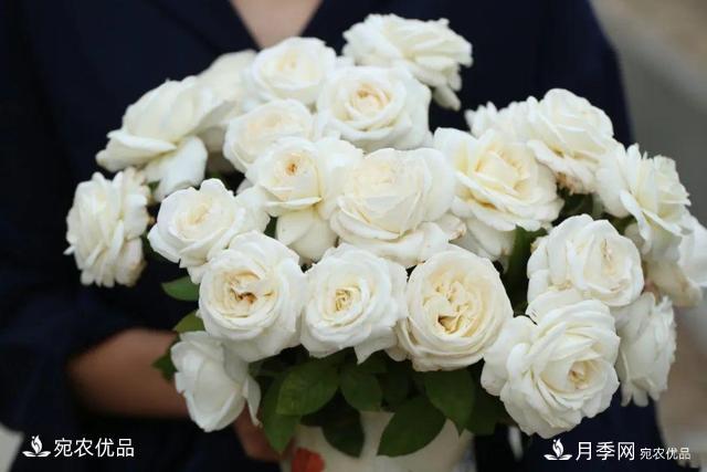    30種漂亮的月季花，必須來一盆，讓你一次養(yǎng)個夠！(圖7)