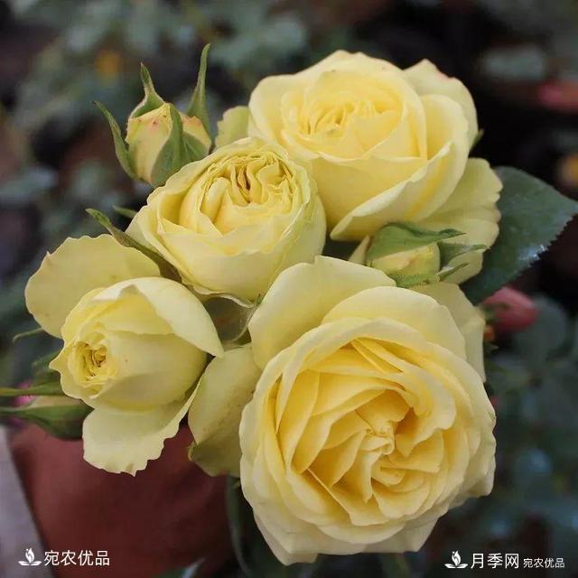    30種漂亮的月季花，必須來一盆，讓你一次養(yǎng)個夠！(圖16)