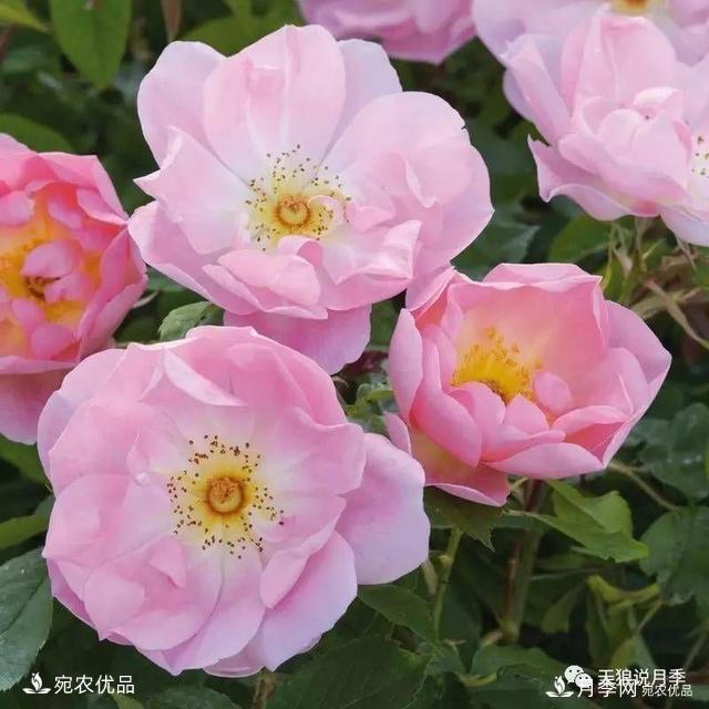    30種漂亮的月季花，必須來一盆，讓你一次養(yǎng)個夠！(圖25)