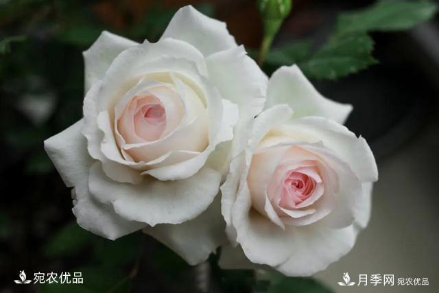    30種漂亮的月季花，必須來一盆，讓你一次養(yǎng)個夠！(圖19)