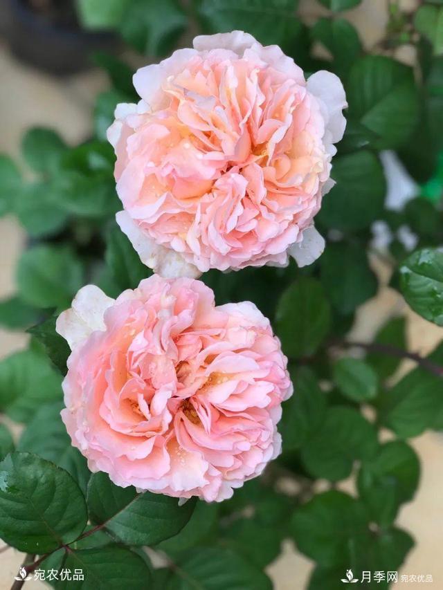    30種漂亮的月季花，必須來一盆，讓你一次養(yǎng)個夠！(圖22)