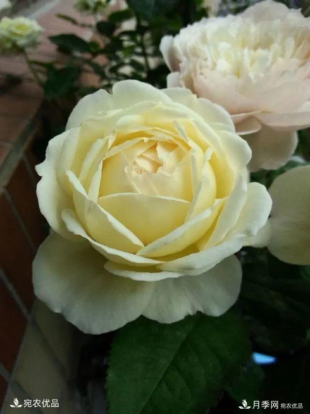    30種漂亮的月季花，必須來一盆，讓你一次養(yǎng)個夠！(圖18)