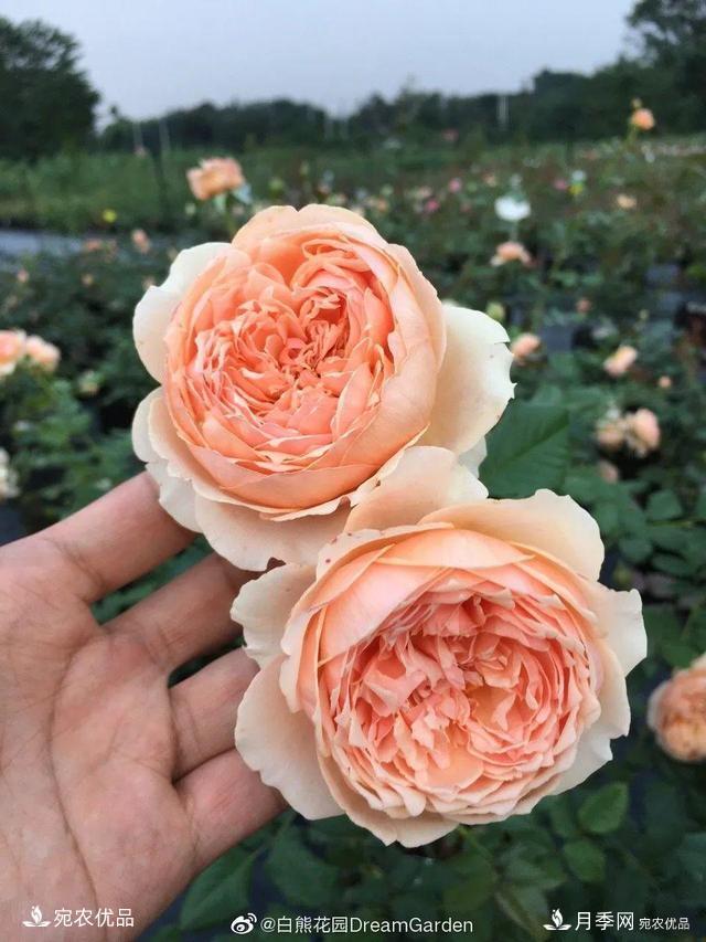    30種漂亮的月季花，必須來一盆，讓你一次養(yǎng)個夠！(圖23)