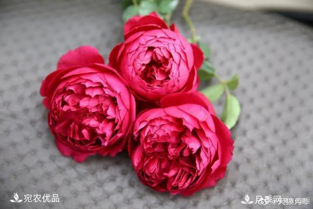    30種漂亮的月季花，必須來一盆，讓你一次養(yǎng)個夠！(圖24)