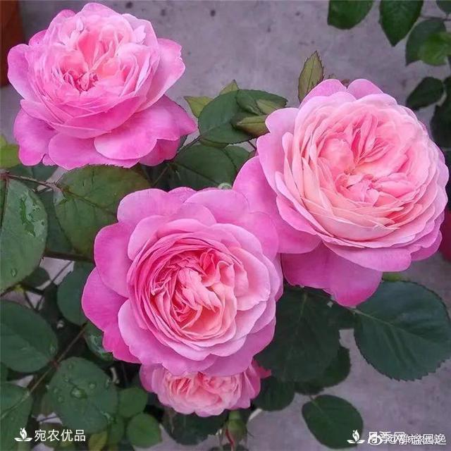    30種漂亮的月季花，必須來一盆，讓你一次養(yǎng)個夠！(圖17)