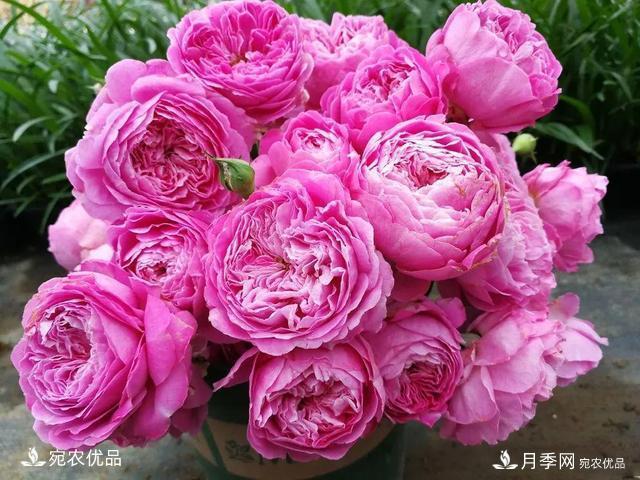    30種漂亮的月季花，必須來一盆，讓你一次養(yǎng)個夠！(圖21)