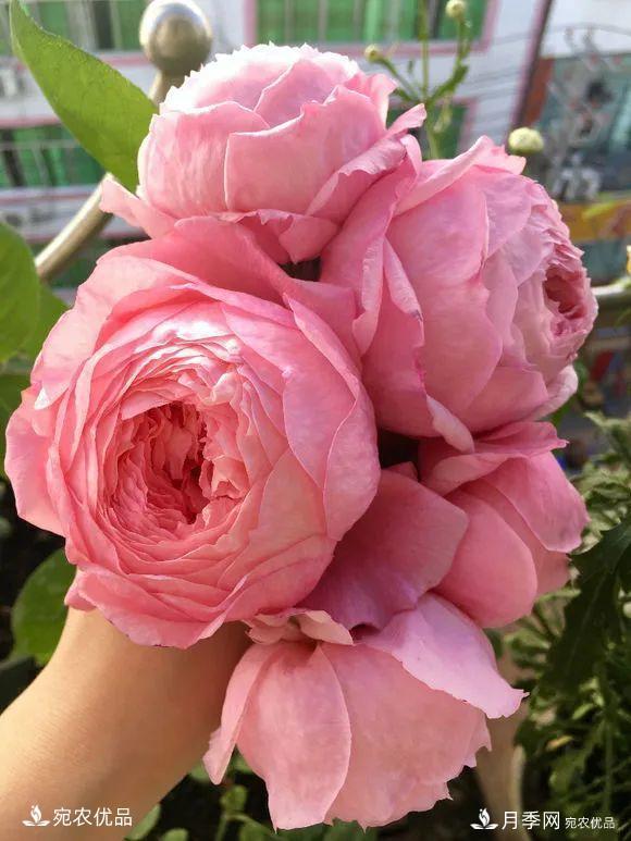    30種漂亮的月季花，必須來一盆，讓你一次養(yǎng)個夠！(圖31)