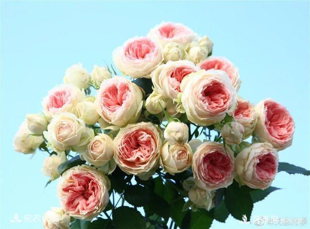    30種漂亮的月季花，必須來一盆，讓你一次養(yǎng)個夠！(圖32)