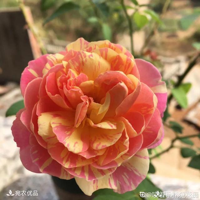    30種漂亮的月季花，必須來一盆，讓你一次養(yǎng)個夠！(圖30)