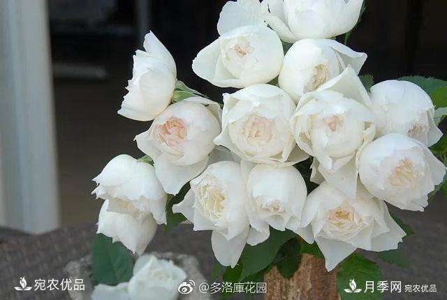   30種漂亮的月季花，必須來一盆，讓你一次養(yǎng)個夠！(圖28)