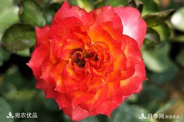    30種漂亮的月季花，必須來一盆，讓你一次養(yǎng)個夠！(圖26)