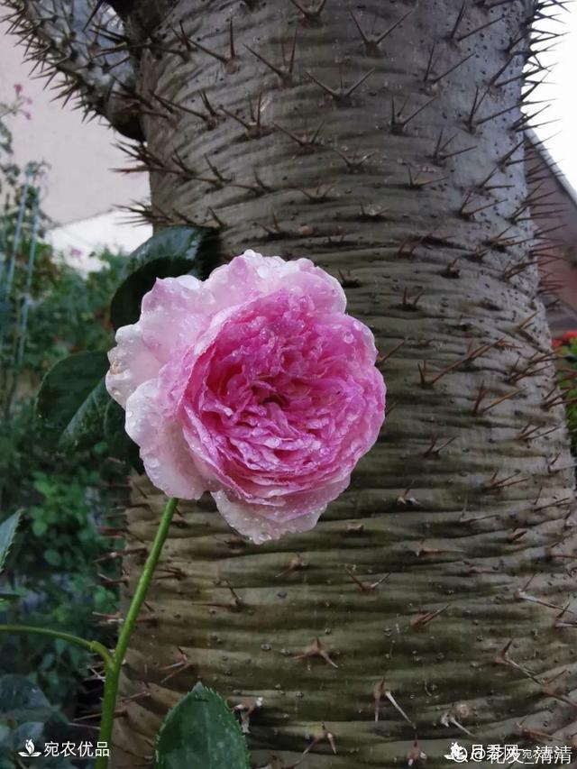    30種漂亮的月季花，必須來一盆，讓你一次養(yǎng)個夠！(圖29)
