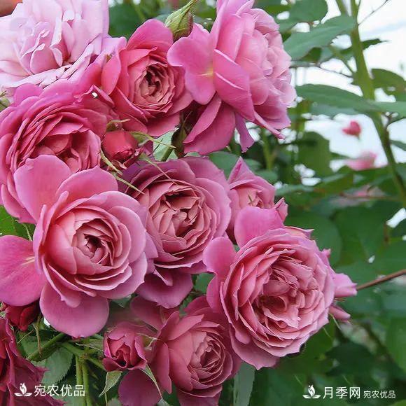    30種漂亮的月季花，必須來一盆，讓你一次養(yǎng)個夠！(圖27)