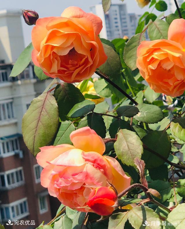 15款經(jīng)典月季花，好看好養(yǎng)，月季花開看花海！(圖14)