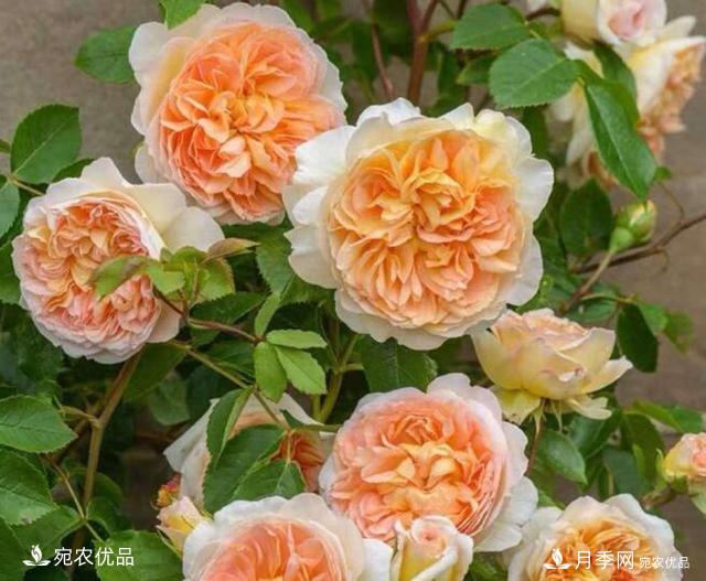 月季花啥品種好看？9大驚艷花友的月季品種，值得養(yǎng)(圖1)