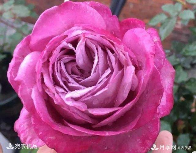 月季花啥品種好看？9大驚艷花友的月季品種，值得養(yǎng)(圖3)