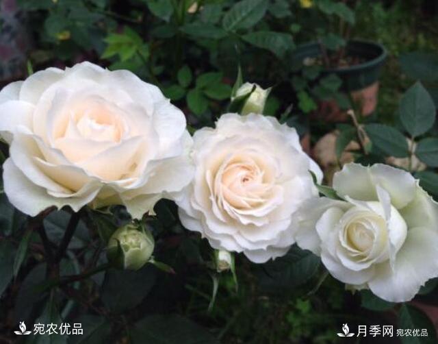 月季花啥品種好看？9大驚艷花友的月季品種，值得養(yǎng)(圖2)