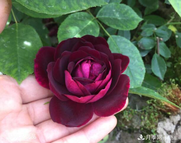 月季花啥品種好看？9大驚艷花友的月季品種，值得養(yǎng)(圖4)