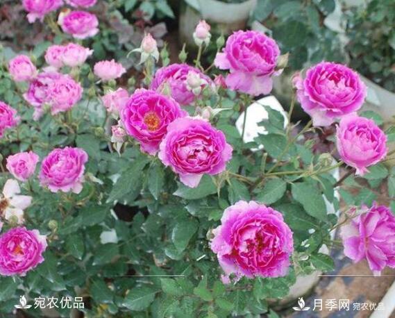 月季花啥品種好看？9大驚艷花友的月季品種，值得養(yǎng)(圖8)