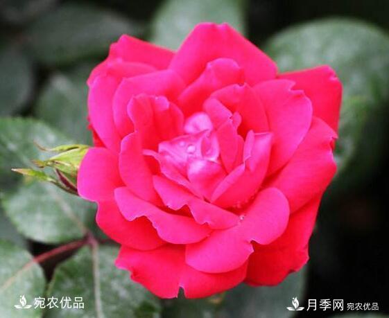 月季花啥品種好看？9大驚艷花友的月季品種，值得養(yǎng)(圖9)