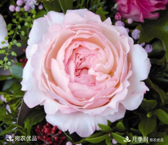月季花啥品種好看？9大驚艷花友的月季品種，值得養(yǎng)(圖5)