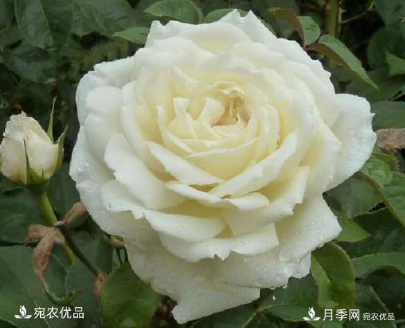 月季花啥品種好看？9大驚艷花友的月季品種，值得養(yǎng)(圖7)