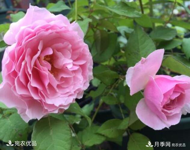 月季花啥品種好看？9大驚艷花友的月季品種，值得養(yǎng)(圖6)
