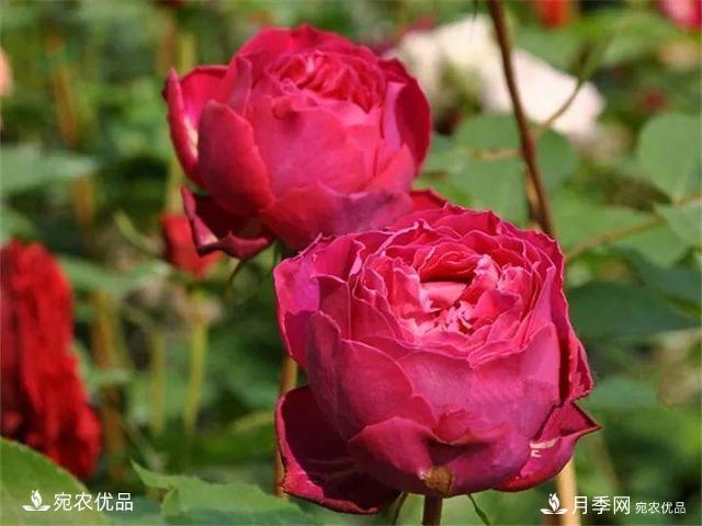 熱門(mén)50種月季花品種展示，每一種養(yǎng)法還不一樣快來(lái)看看！(圖6)