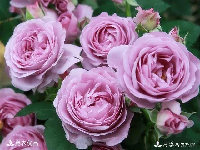熱門(mén)50種月季花品種展示，每一種養(yǎng)法還不一樣快來(lái)看看！(圖1)