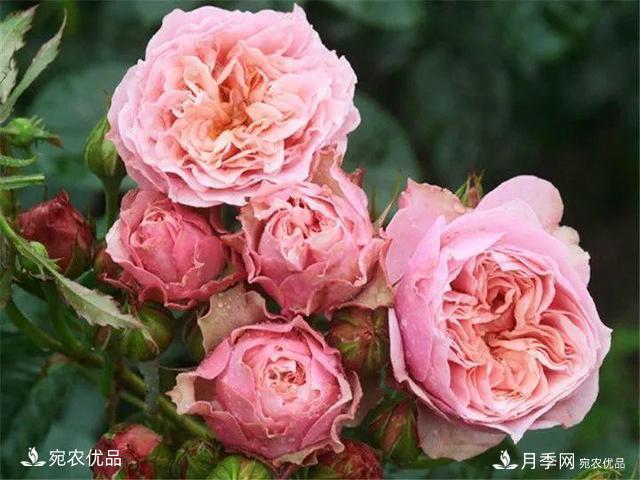 熱門(mén)50種月季花品種展示，每一種養(yǎng)法還不一樣快來(lái)看看！(圖8)