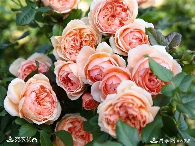熱門(mén)50種月季花品種展示，每一種養(yǎng)法還不一樣快來(lái)看看！(圖7)