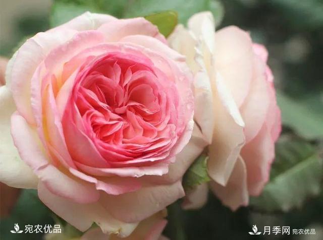熱門(mén)50種月季花品種展示，每一種養(yǎng)法還不一樣快來(lái)看看！(圖3)