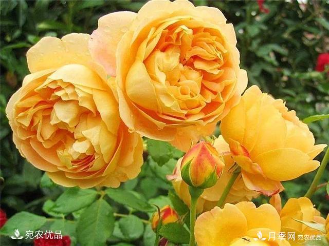 熱門(mén)50種月季花品種展示，每一種養(yǎng)法還不一樣快來(lái)看看！(圖4)