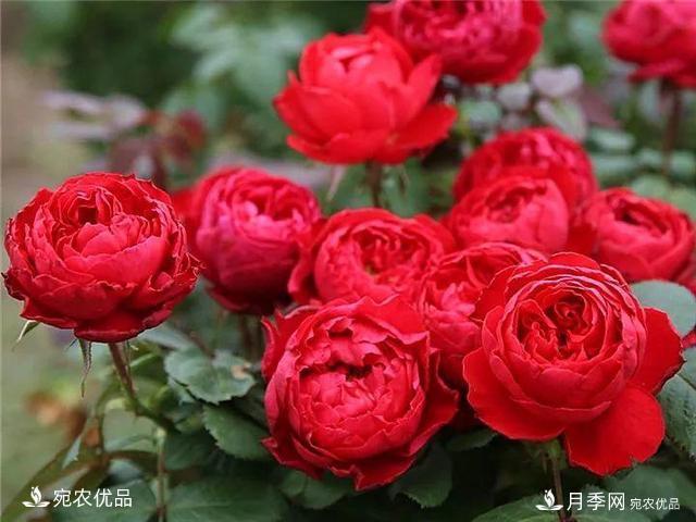 熱門(mén)50種月季花品種展示，每一種養(yǎng)法還不一樣快來(lái)看看！(圖23)
