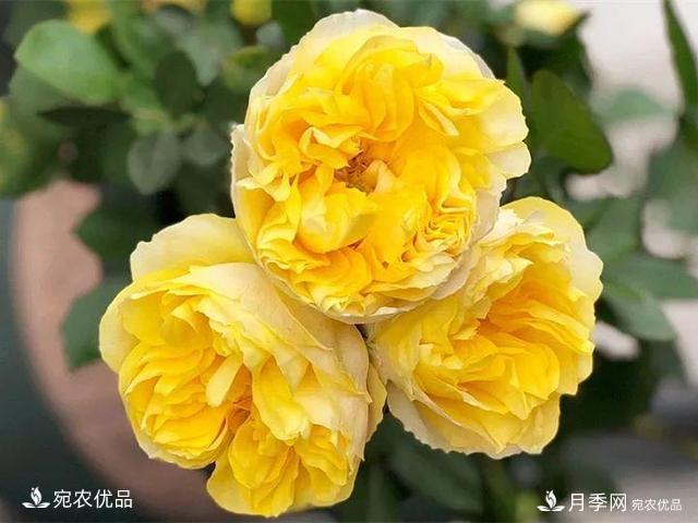 熱門(mén)50種月季花品種展示，每一種養(yǎng)法還不一樣快來(lái)看看！(圖18)