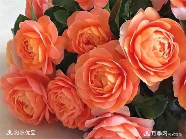 熱門(mén)50種月季花品種展示，每一種養(yǎng)法還不一樣快來(lái)看看！(圖10)